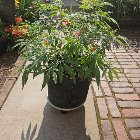 Granny Candy 🍬 growlog timeline photo