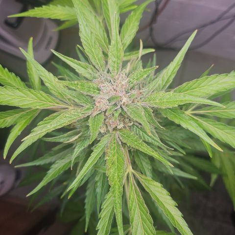 Bubblegum growlog timeline photo