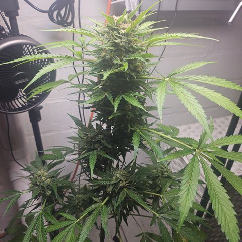 Bubblegum growlog timeline photo