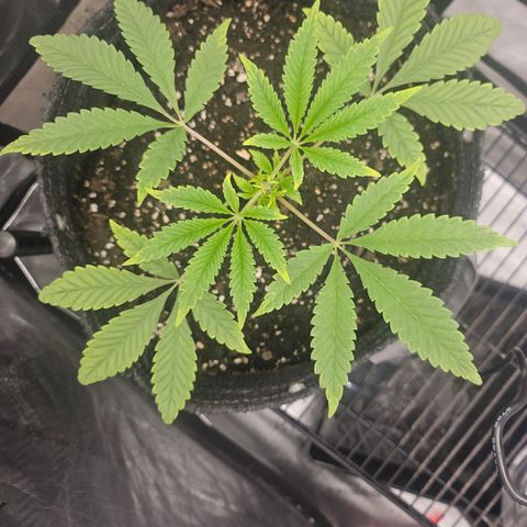 Grand Candy 2 🍬 growlog timeline photo