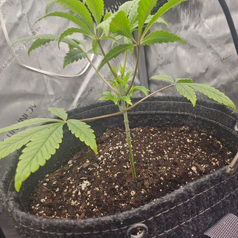 Grand Candy 2 🍬 growlog timeline photo