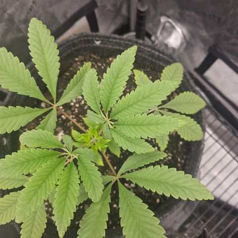 Grand Candy 2 🍬 growlog timeline photo