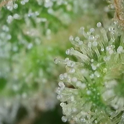 Bubblegum growlog timeline photo