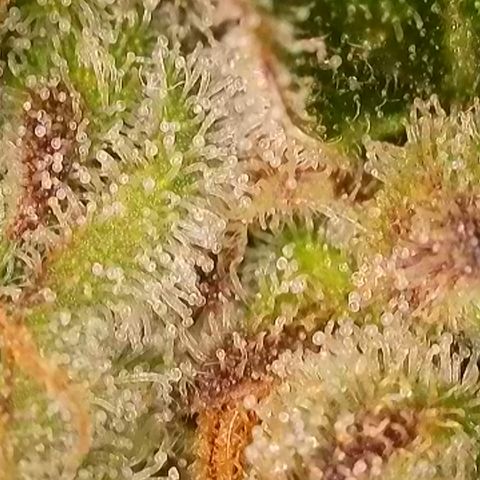 Bubblegum growlog timeline photo