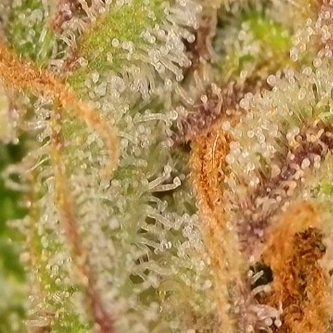 Bubblegum growlog timeline photo
