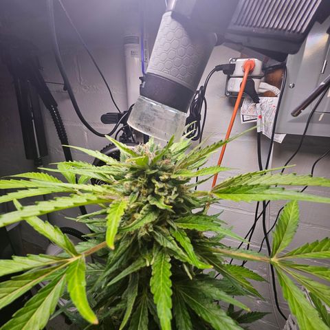 Bubblegum growlog timeline photo