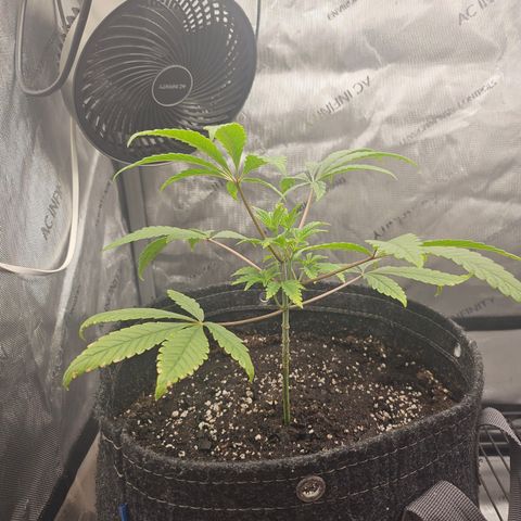 Grand Candy 2 🍬 growlog timeline photo