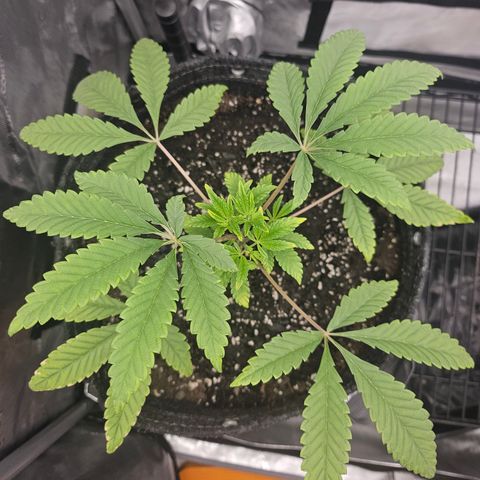 Grand Candy 2 🍬 growlog timeline photo