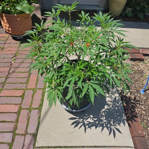 Granny Candy 🍬 growlog timeline photo