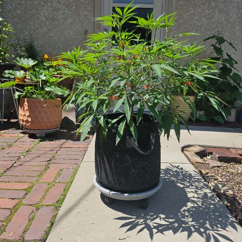 Granny Candy 🍬 growlog timeline photo