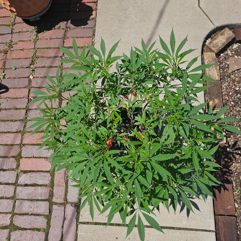Granny Candy 🍬 growlog timeline photo