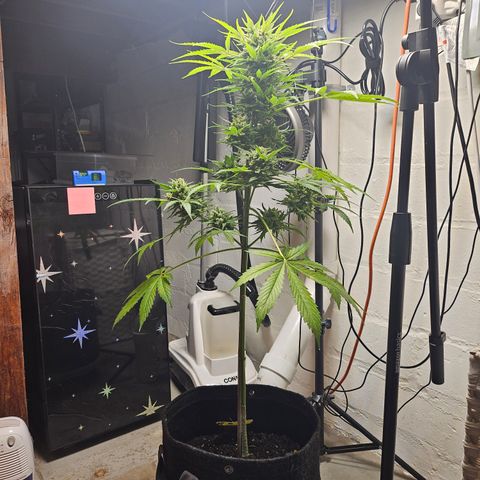 Bubblegum growlog timeline photo