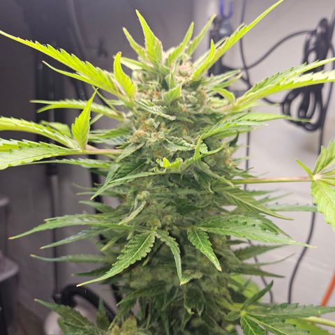 Bubblegum growlog timeline photo