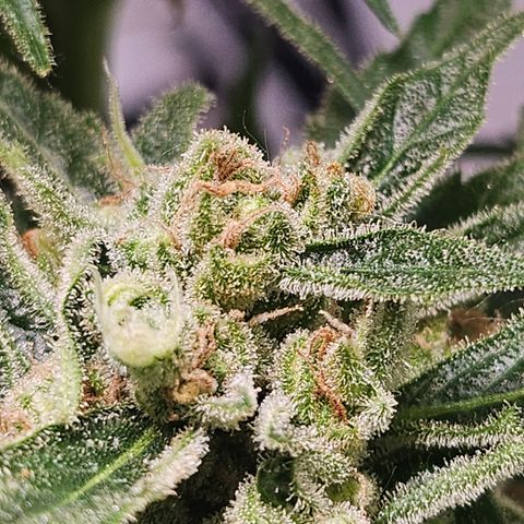 Bubblegum growlog timeline photo