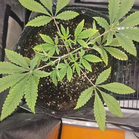 Grand Candy 2 🍬 growlog timeline photo