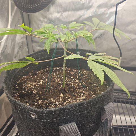 Grand Candy 2 🍬 growlog timeline photo