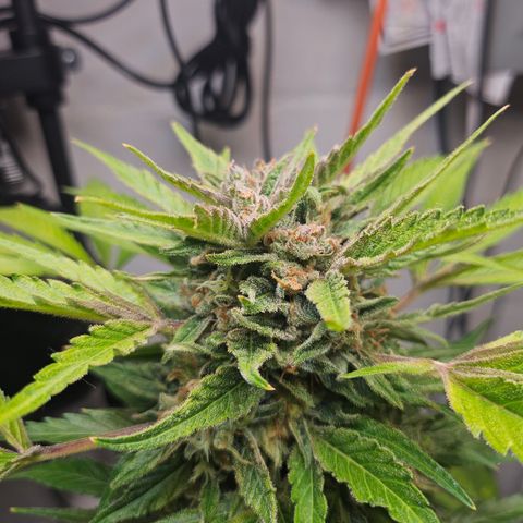 Bubblegum growlog timeline photo