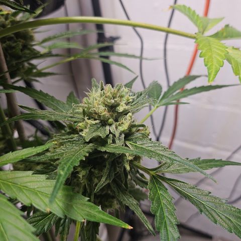 Bubblegum growlog timeline photo
