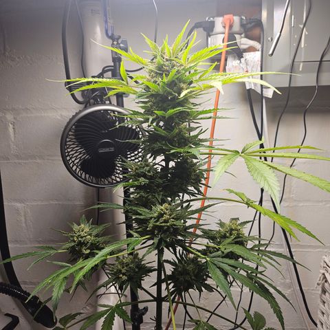 Bubblegum growlog timeline photo