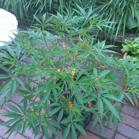 Granny Candy 🍬 growlog timeline photo