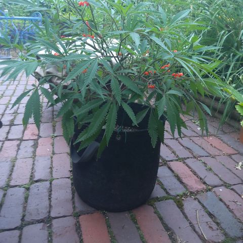 Granny Candy 🍬 growlog timeline photo