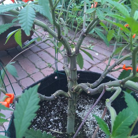 Granny Candy 🍬 growlog timeline photo