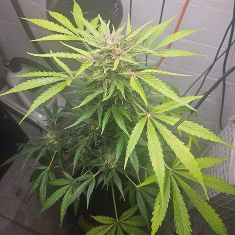 Bubblegum growlog timeline photo