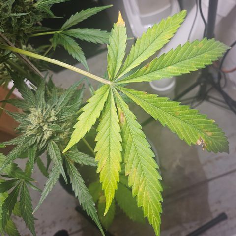 Bubblegum growlog timeline photo
