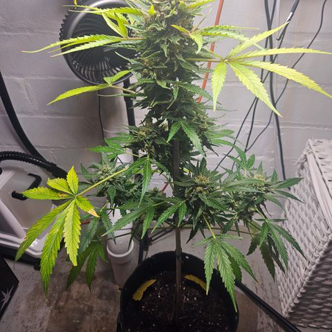 Bubblegum growlog timeline photo