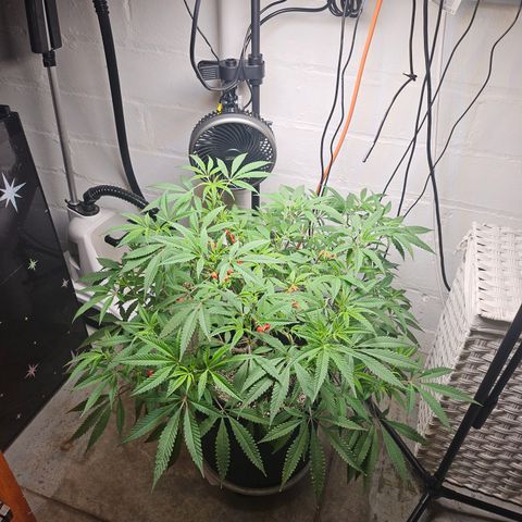 Granny Candy 🍬 growlog timeline photo