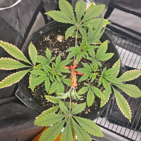 Grand Candy 2 🍬 growlog timeline photo