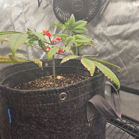 Grand Candy 2 🍬 growlog timeline photo