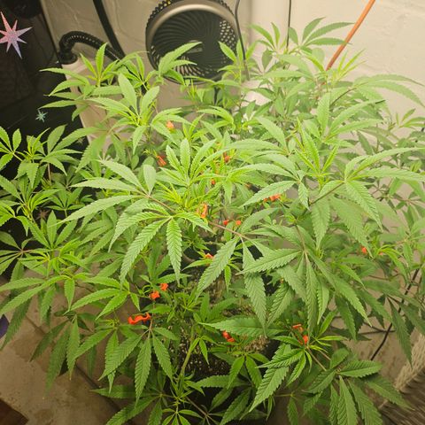 Granny Candy 🍬 growlog timeline photo