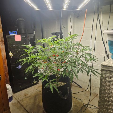 Granny Candy 🍬 growlog timeline photo