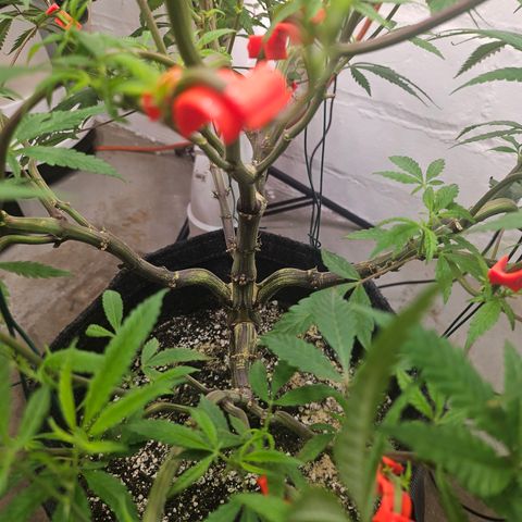 Granny Candy 🍬 growlog timeline photo