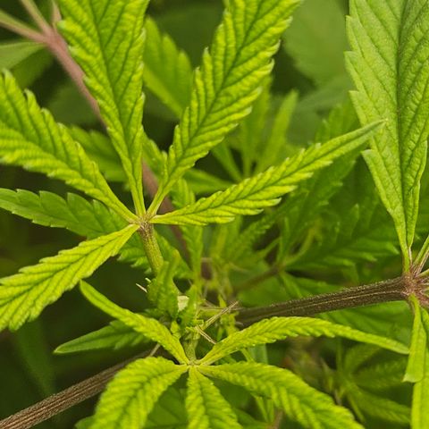 Granny Candy 🍬 growlog timeline photo