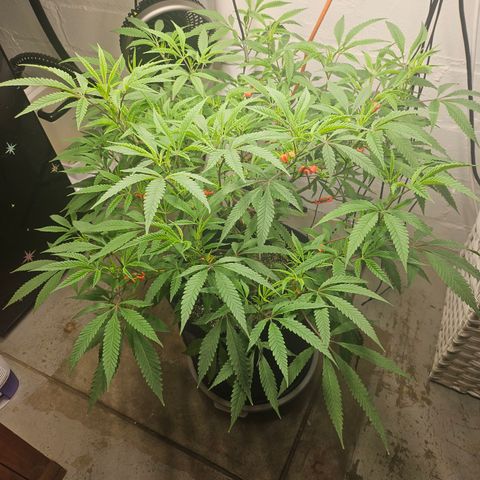 Granny Candy 🍬 growlog timeline photo
