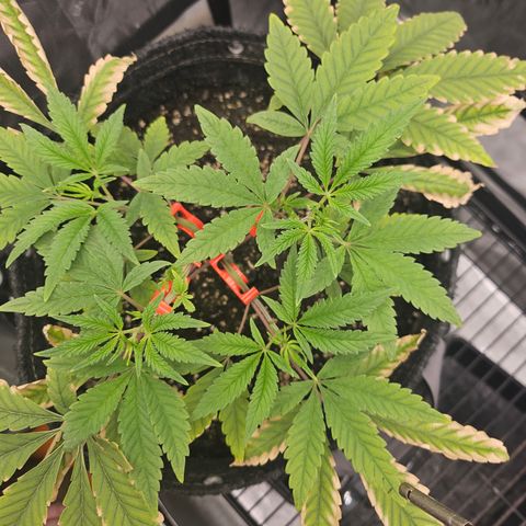 Grand Candy 2 🍬 growlog timeline photo