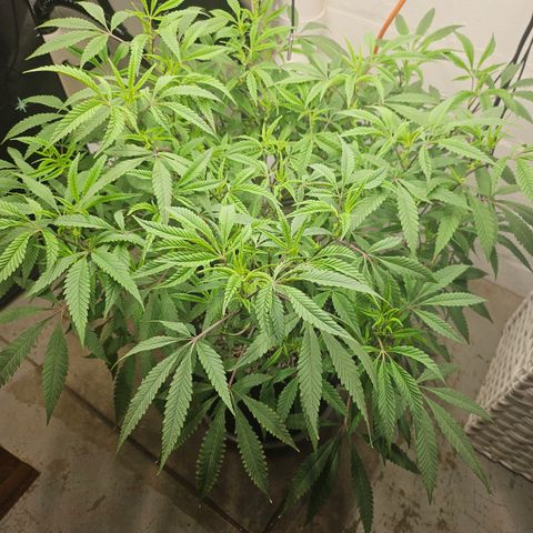 Granny Candy 🍬 growlog timeline photo