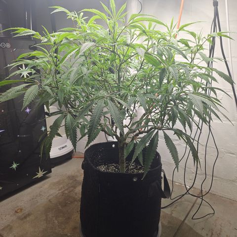 Granny Candy 🍬 growlog timeline photo