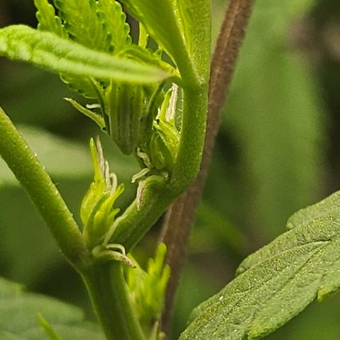 Granny Candy 🍬 growlog timeline photo