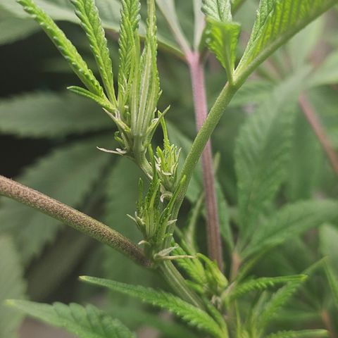 Granny Candy 🍬 growlog timeline photo