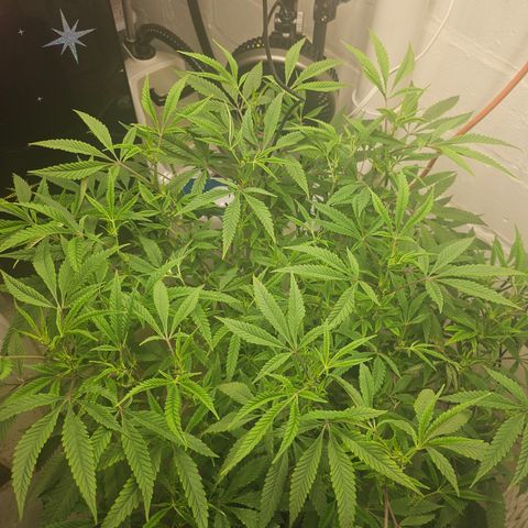 Granny Candy 🍬 growlog timeline photo