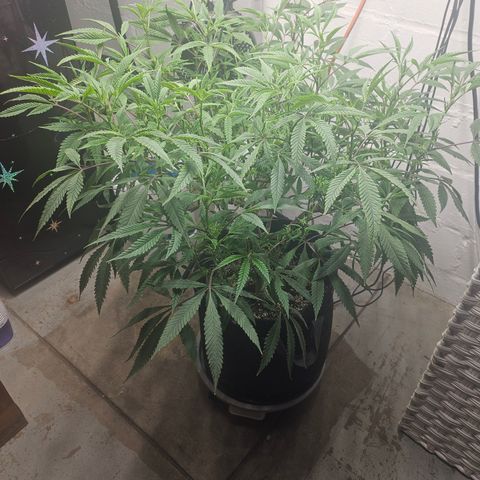 Granny Candy 🍬 growlog timeline photo