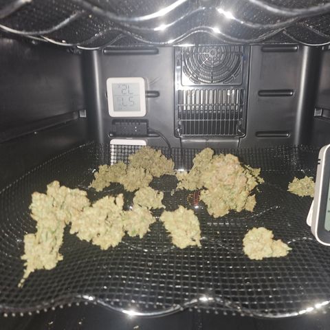 Bubblegum growlog timeline photo
