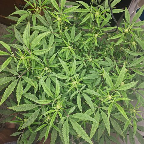 Granny Candy 🍬 growlog timeline photo