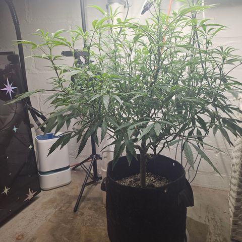 Granny Candy 🍬 growlog timeline photo