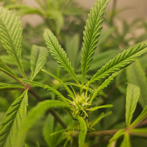 Granny Candy 🍬 growlog timeline photo