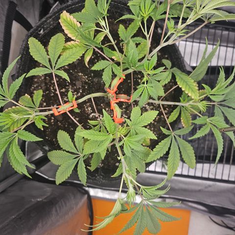 Grand Candy 2 🍬 growlog timeline photo