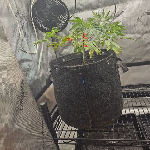 Grand Candy 2 🍬 growlog timeline photo